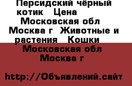 Персидский чёрный котик › Цена ­ 7 000 - Московская обл., Москва г. Животные и растения » Кошки   . Московская обл.,Москва г.